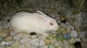 Rabbit for sale. This rabbit was owned by a