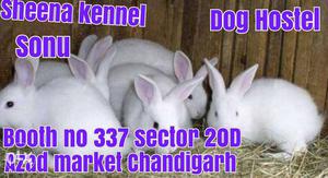 Rabbits available from Sheena kennel dog hostel