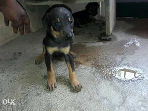 Rajapalayam dog puppy 1 month old make and