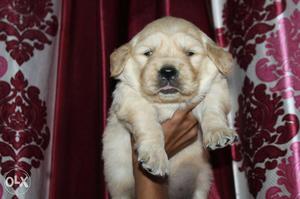 Retriever male female for sale sekho line pup