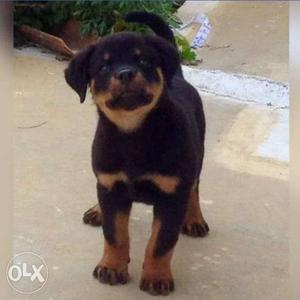 Rott puppy for Sall