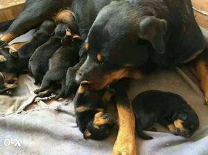 Rottweiler With Litter Of Puppies