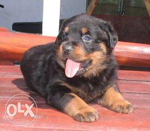 Rottweiler a * quality puppies in Vadodara