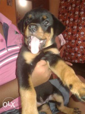 Rottweiler female puppies available with paper