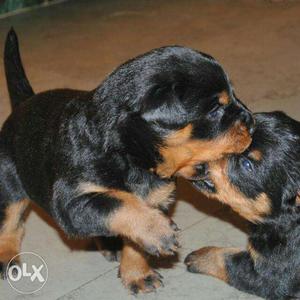 Rottweiler male and female available male 