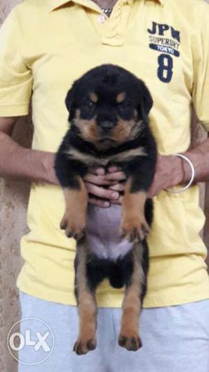 Rottweiler male and female puppies available all