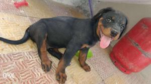 Rottweiler male show quality puppy for