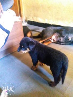 Rottweiler puppies 2 female 1 male only selling