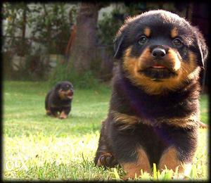 Rottweiler puppies available at Mr. Dog pet shop908