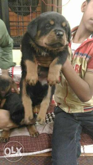 Rottweiler puppies available champion blood line