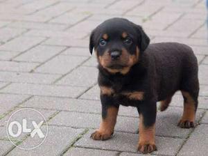 Rottweiler puppies available for sell in jodhpur