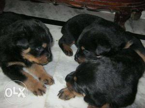 Rottweiler puppies available in Vadodara amazing