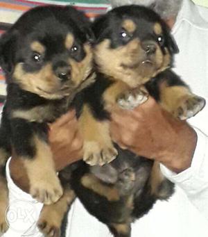 Rottweiler puppies available security purpose dog