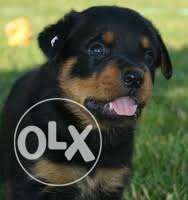 Rottweiler puppies for sell. Very good quality.