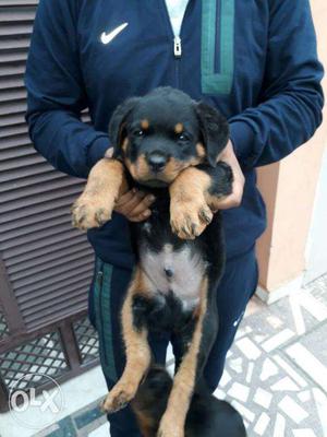 Rottweiler puppy with health certificate by Veterinarian