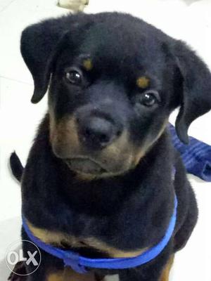 Rotweiler male puppy for sale pure breed 2mnths