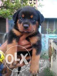 SUHANA MAUSAM Rottweiler puppy with paper available