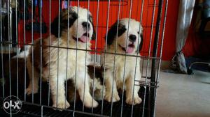 Saint Bernard puppies available and female