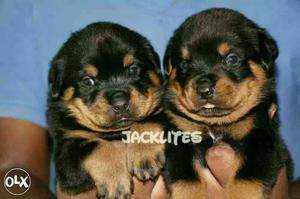 Serbian line Rottweiler pups available