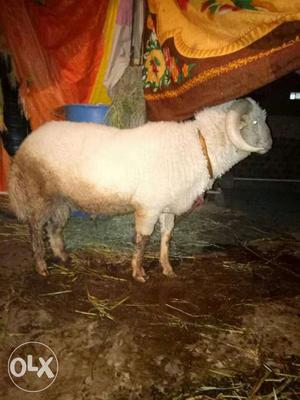 Sheep on Pakistan I want to sell