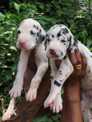Show Quality Great Dane Harlequin And Saint