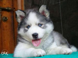 Show Quality Siberian Husky Puppies Available For