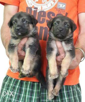 Show quality German Shepherd Puppies avilable suprime kennel