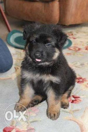 Show quality German shepherd puppies available in