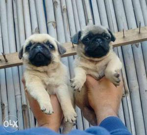 Show quality and very active pug puppies male and