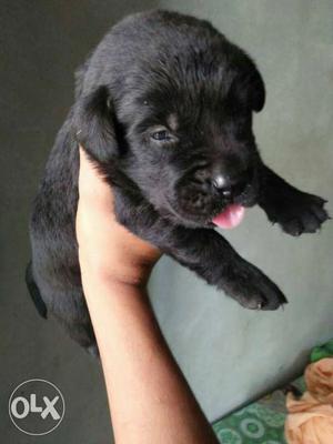 Show quality black color labrador pup sel