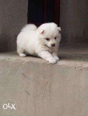 Show quality german spitz puppies avilable
