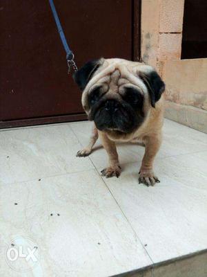 Show quality pug male and female puppies avilable