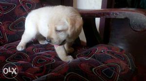 Show quality puppies for sale chocolate and
