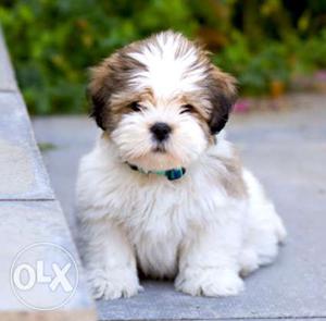 Show quality shihtzu puppies available for sell