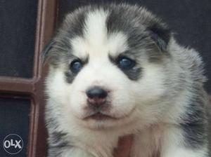 Show quality siberian husky male pup available
