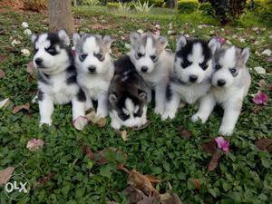 Sibrean husky male puppies available 35days old