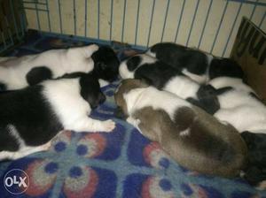 Six Black White And Brown Short Coated Puppies