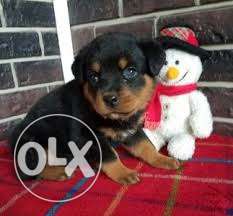 So Quality Rottweiler Puppy With Paper For Sell