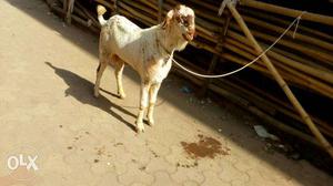 Sojat goats available for sell