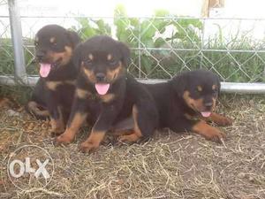Super Quality Rottweiler pups for sell561