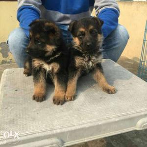 Super quality GSD puppy available for sall