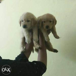 Super quality golden retriever female puppies available for