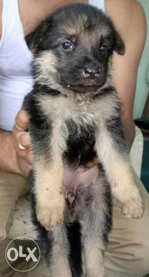 Superb Gsd puppy with good price