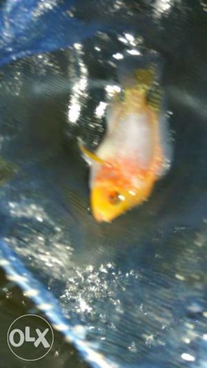 This is albino flower horn fish for rs 700 any