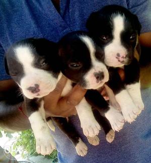 Three Black And Tan American Pitbull Terrier Puppies