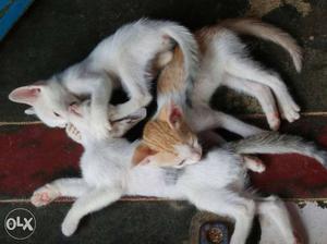 Three White And Orange Cat