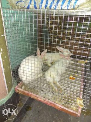 Three White Rabbits In Cage