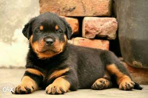 Top line show quality Rottweiler puppies