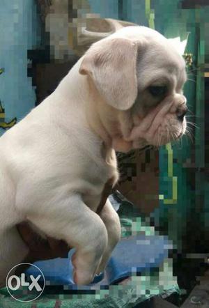 Top quality Albino boxer puppies available with