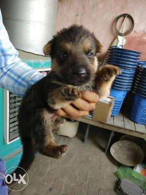 Top quality German Shepherd female puppy